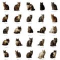 25 Cat Breeds preview