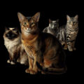 25 Cat Breeds preview