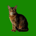 25 Cat Breeds preview